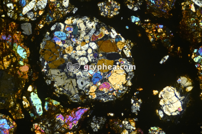 Météorite LPA x16 - gryphea.com